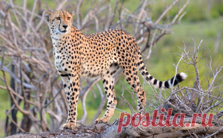 Cheetah | Kruger National Park. South Africa. On our final e… | Flickr