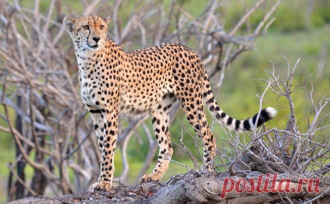 Cheetah | Kruger National Park. South Africa. On our final e… | Flickr