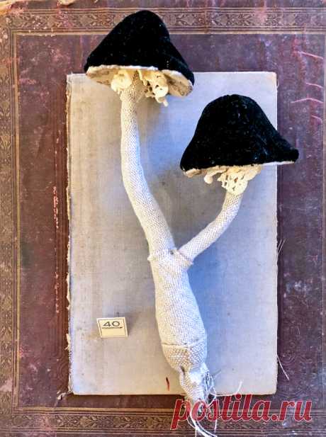 toadstools.jpg (660×885)