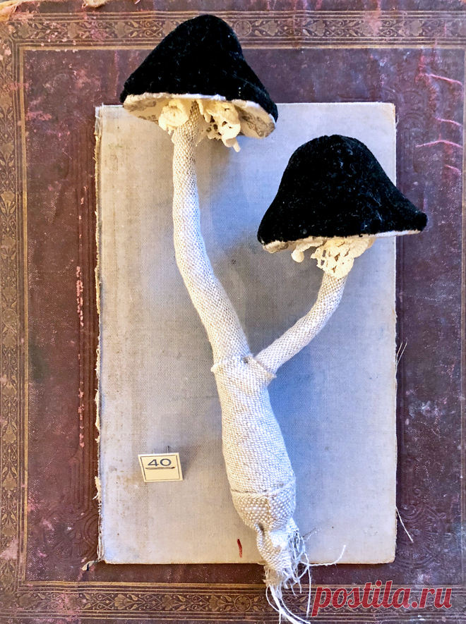 toadstools.jpg (660×885)