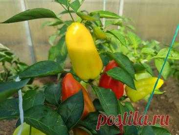 Рядом с чем сажать перец: какие культуры его «угнетают», а какие — защищают. Огородники знают: перец — капризная культура. Он реагирует на соседей сильнее, чем многие другие растения.