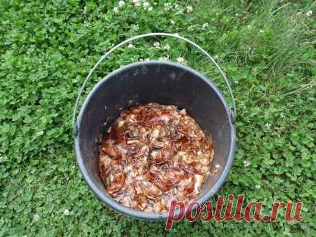 Домашние средства от растительных проблем

Луковая шелуха от пожелтения листьев огурцов
Если у огурцов резко начали желтеть листья , подкормите их луковым настоем. Для этого в металлическое ведро теплой воды (30гр.) добавьте 1ст. луковой шелухи. Поставьте ведро на огонь, доведите до кипения и дайте настояться 2 часа. Затем из лейки полейте настоем по листьям огурчиков.