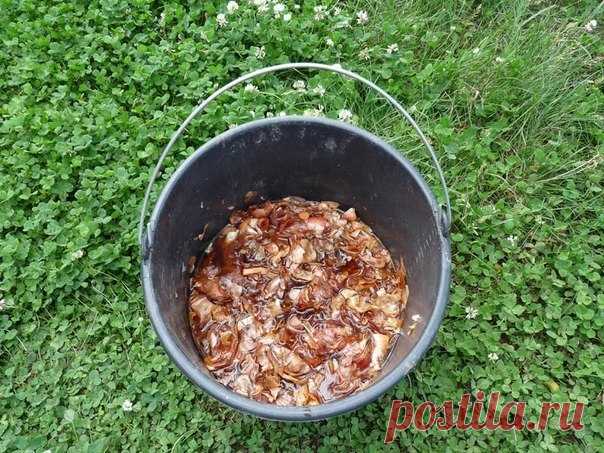 Домашние средства от растительных проблем

Луковая шелуха от пожелтения листьев огурцов
Если у огурцов резко начали желтеть листья , подкормите их луковым настоем. Для этого в металлическое ведро теплой воды (30гр.) добавьте 1ст. луковой шелухи. Поставьте ведро на огонь, доведите до кипения и дайте настояться 2 часа. Затем из лейки полейте настоем по листьям огурчиков.