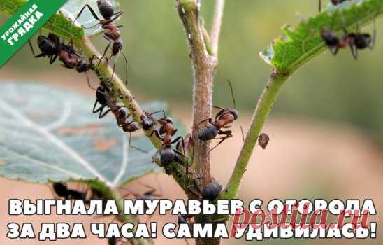 ВЫГНАЛА МУРАВЬЕВ С ОГОРОДА ЗА ДВА ЧАСА. САМА УДИВИЛАСЬ! 
Я хочу рассказать вам о том, как в прошлом году выгнала из своего участка муравьев. Причем ушли они от меня буквально за два часа. Сама была очень этим удивлена. 
Выгнала муравьев с огорода за два часа. Сама удивилась! 
А сделала я вот что. Наполнила ведро сорной травой с огорода и залила его водой. Поставила на солнце бродить и даже не накрывала. Когда трава забродила, запах пошел, хоть топор вешай и беги. 
Вот что я сделала: посыпала