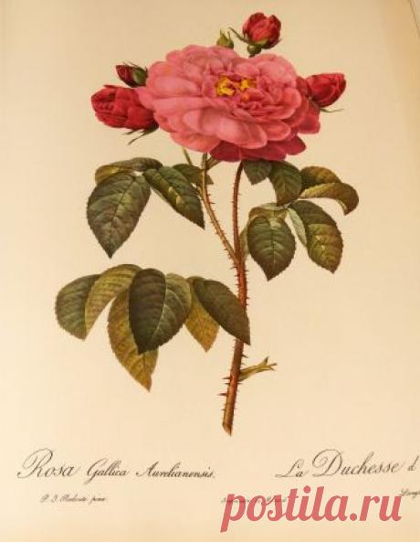 Розы для декупажа