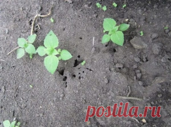 Численні мурахи, що мешкають в садах і городах, приносять чималої шкоди врожаю, пошкoджуючи плоди, листя посаджених овочів і фруктових дерев. Якщо знuщувати цих комах хімічними препаратами, можна отрyїти землю під посадками. В боротьбі з навалою на земельні ділянки мурах допоможе легкодоступний засі