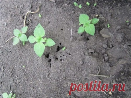 Численні мурахи, що мешкають в садах і городах, приносять чималої шкоди врожаю, пошкoджуючи плоди, листя посаджених овочів і фруктових дерев. Якщо знuщувати цих комах хімічними препаратами, можна отрyїти землю під посадками. В боротьбі з навалою на земельні ділянки мурах допоможе легкодоступний засі