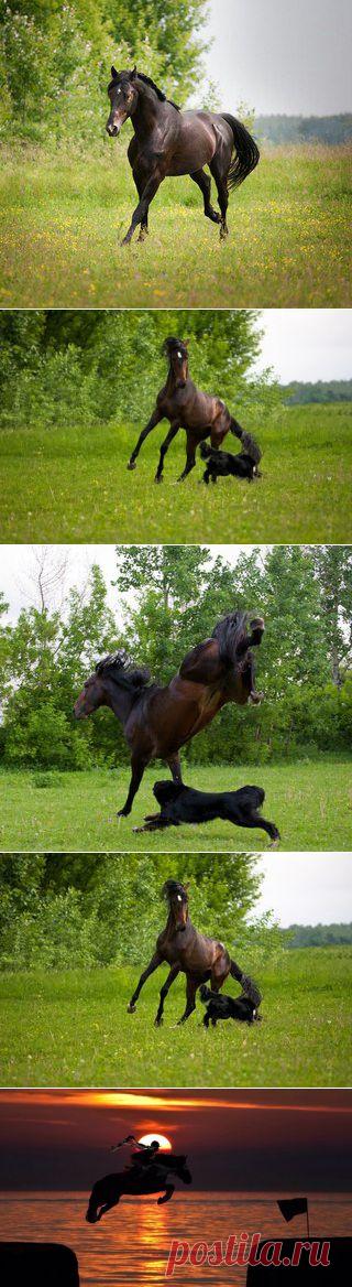 Шедевры фото лошадей | VK игра лошади с собакой