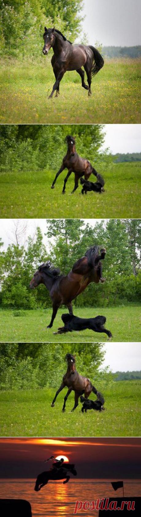 Шедевры фото лошадей | VK игра лошади с собакой