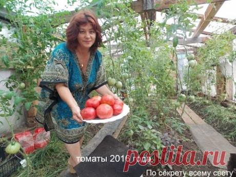 Томаты 2016 года.
