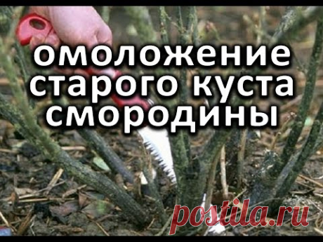 Как омолодить (обновить) старый куст смородины?!
