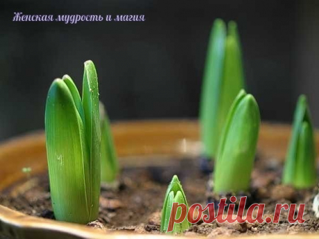 (1) Одноклассники