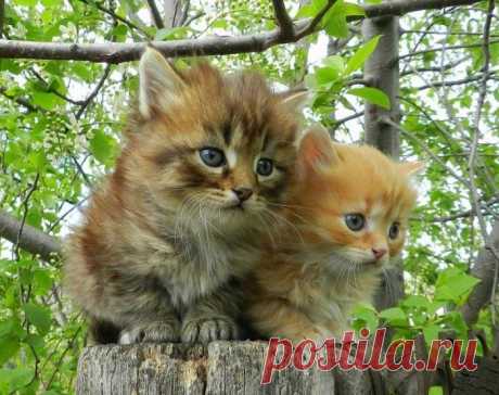 Котятушки-ребятушки