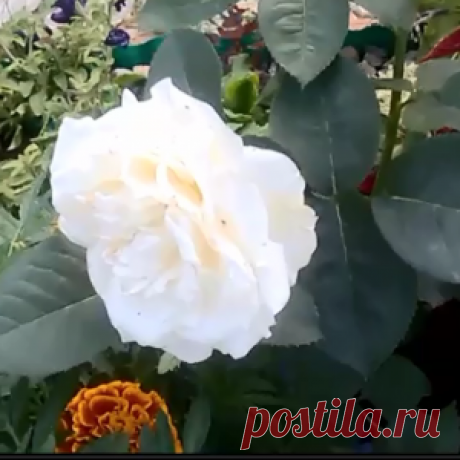 Розы осенью. Чем подкормить к зиме.