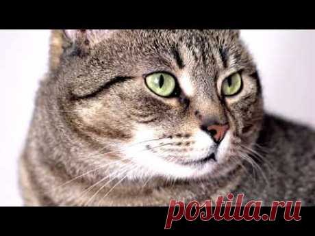 Европейская #короткошерстная #кошка - описание породы - YouTube