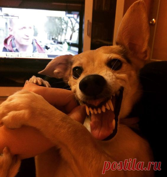 Русский Ла-ла пес взорвал интернет: gorlenka