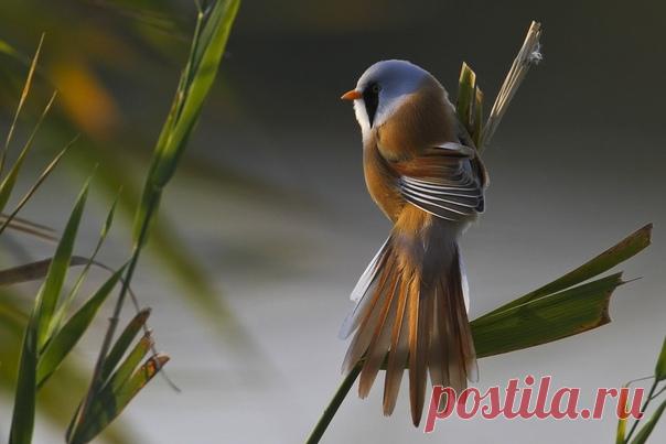 Усатая синица озера Чаны желает вам доброго утра! Автор фото – Максим Костин: nat-geo.ru/community/user/114726