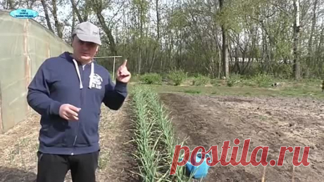Чеснок будет крупным, если его ТАК подкормить. Как вырастить КРУПНЫЙ чеснок
