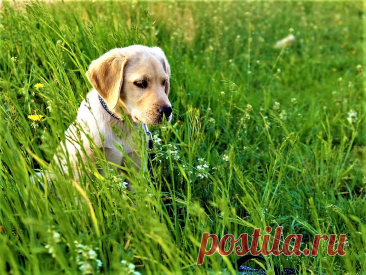 Собака-компаньон Породы Питомцы Пёс - Журнал полезных советов