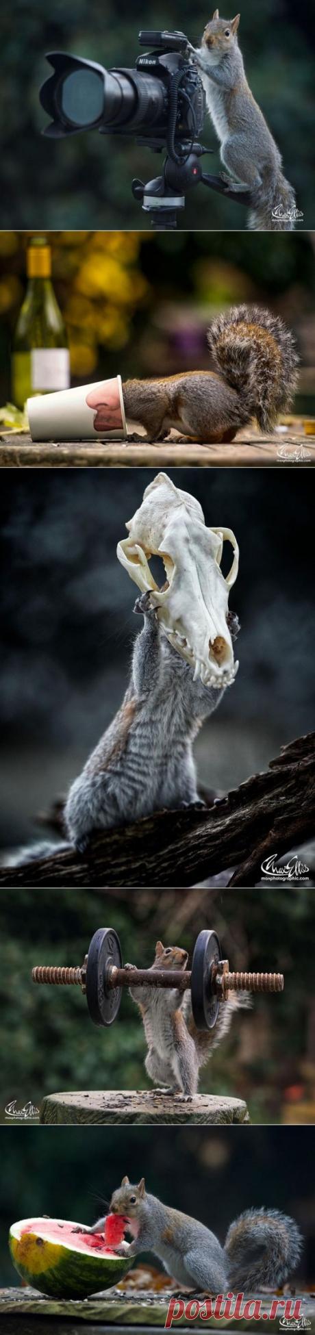 (+1) тема - Любопытные белки в кадре британского фотографа | Четвероногий юмор