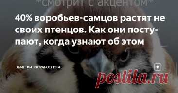40% воробьев-самцов растят не своих птенцов. Как они поступают, когда узнают об этом Статья автора «Заметки зооработника» в Дзене ✍: Скандалы, интриги, расследования в мире пернатых показывают, что примерно 4 из 10 воробьёв-самцов воспитывают пасынков и падчериц, порой сами того не...
