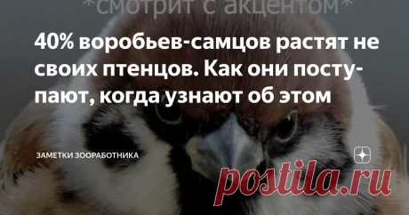 40% воробьев-самцов растят не своих птенцов. Как они поступают, когда узнают об этом Статья автора «Заметки зооработника» в Дзене ✍: Скандалы, интриги, расследования в мире пернатых показывают, что примерно 4 из 10 воробьёв-самцов воспитывают пасынков и падчериц, порой сами того не...