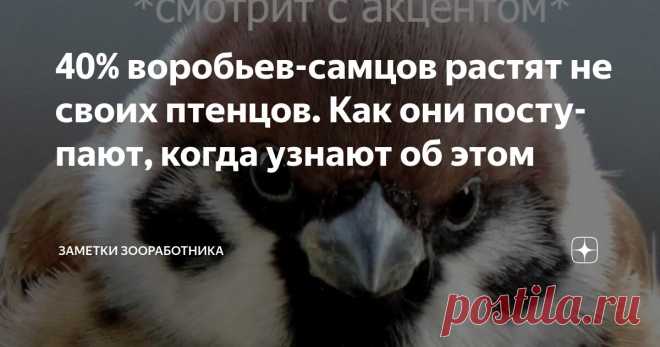 40% воробьев-самцов растят не своих птенцов. Как они поступают, когда узнают об этом Статья автора «Заметки зооработника» в Дзене ✍: Скандалы, интриги, расследования в мире пернатых показывают, что примерно 4 из 10 воробьёв-самцов воспитывают пасынков и падчериц, порой сами того не...
