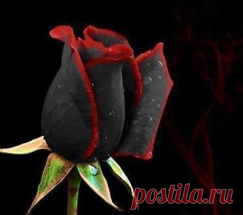 [club4992|✿]