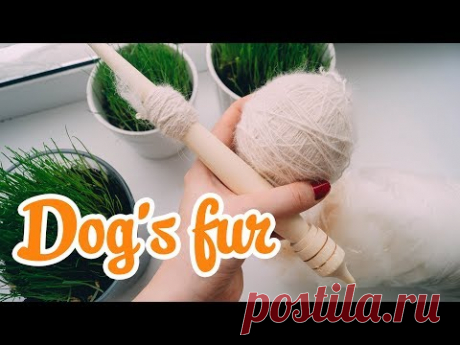 ПРЯДЕНИЕ СОБАЧЬЕЙ ШЕРСТИ ВРУЧНУЮ | Что делать с шерстью самоеда