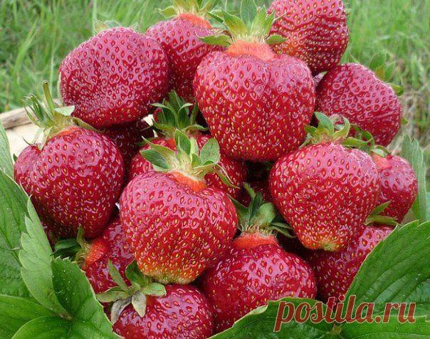 Диета для клубники, чтобы получать  фантастические урожаи