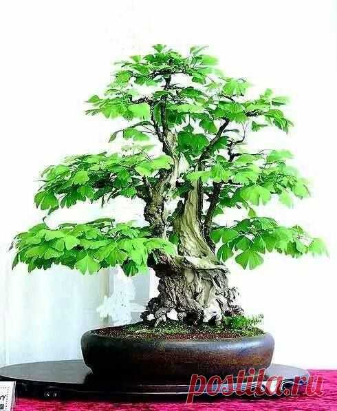 Bonsai of ginko - stunning!   |   Pinterest • Всемирный каталог идей