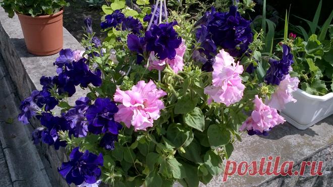 Петунья-очень красивая.