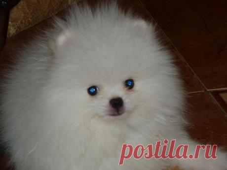 щеночек шпица