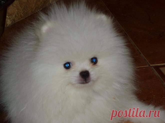 щеночек шпица