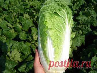 Как выращивать ПЕКИНСКУЮ и КИТАЙСКУЮ КАПУСТУ — Сияние Жизни