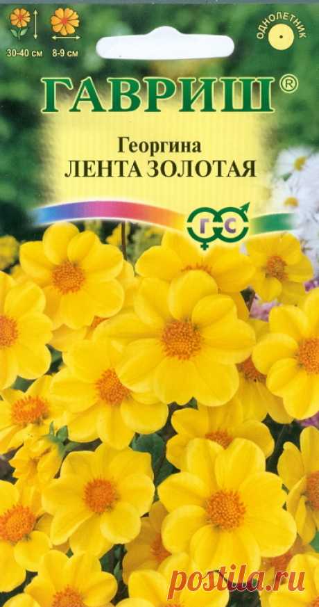 Георгина "Лента золотая"