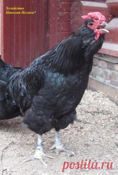 Инкубационное яйцо Русской черной бородатой (Галан - купить, продать или отдать в Московской области на Avito — Бесплатные объявления на сайте Avito