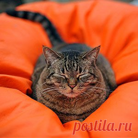 ��ыкройки ��ля ��ома | Иллюстрированные уроки по кройке и шитью, с описанием построения выкроек, бесплатные выкройки женской одежды: сарафаны, афгани, юбки.