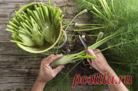 Если фенхель растет в огороде - нет лекарств в доме, в аптеки не ходим! Лечебный фенхель поможет от многих болезней Лекарственные свойства фенхеля использовали с древних времен. Каждый лекарь применял его в наиболее полюбившихся качествах: Асклепиад с Гиппократом – как диуретик; Плиний, Диоскорид – как глазное средство; Авиценна ценил отхаркивающие свойства.Сегодня народная медицина включает фенхель в рецепты отваров, которые устраняют метеоризм, кашель, бессонницу, боли в...