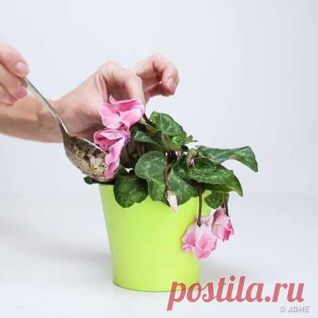 Как вернуть к жизни погибающее растение