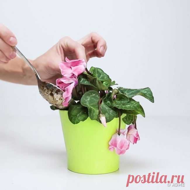 Как вернуть к жизни погибающее растение