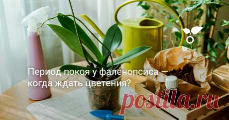 Период покоя у фаленопсиса — когда ждать цветения? Точно предсказать цветение фаленопсиса почти невозможно, на сроки влияют десятки микро-факторов. Правильная «пауза» между цветением обеспечивается в основном уходом.