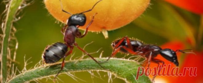МУРАВЬИ: когда присутствие не желательно Как часть Природы и среды нашего обитания, муравьи приносят пользу, но бывают ситуации, когда их присутствие не желательно, а иногда просто катастрофично.