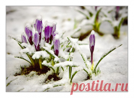 Быстро тают снега. Побежали ручьи.
И теплей небеса засинели.
Вот недолго ещё - прилетят соловьи.
Зазвучат их влюблённые трели.

Все-то, все тебя ждут, не дождутся, весна!
Жду и я наболевшей душою.
Чтобы лес зашумел, пробуждённый от сна,
Разукрашенный яркой листвою.

Сколько раз этот шум, как ему я внимал,
На меня навевал примиренье...
Я сильнее любил, я полнее прощал,
Затихало в груди озлобленье...