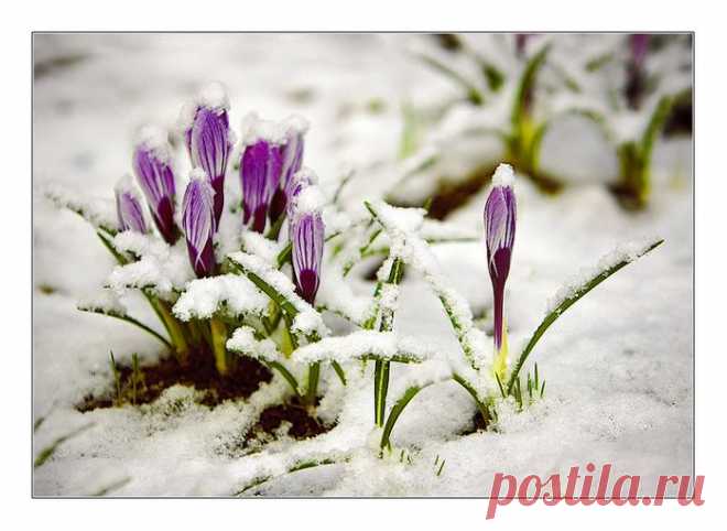 Быстро тают снега. Побежали ручьи.
И теплей небеса засинели.
Вот недолго ещё - прилетят соловьи.
Зазвучат их влюблённые трели.

Все-то, все тебя ждут, не дождутся, весна!
Жду и я наболевшей душою.
Чтобы лес зашумел, пробуждённый от сна,
Разукрашенный яркой листвою.

Сколько раз этот шум, как ему я внимал,
На меня навевал примиренье...
Я сильнее любил, я полнее прощал,
Затихало в груди озлобленье...