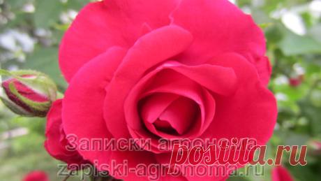 В статье рассказывается, когда лучше обрезать розы в разные времена года. Как провести санитарную обрезку роз.