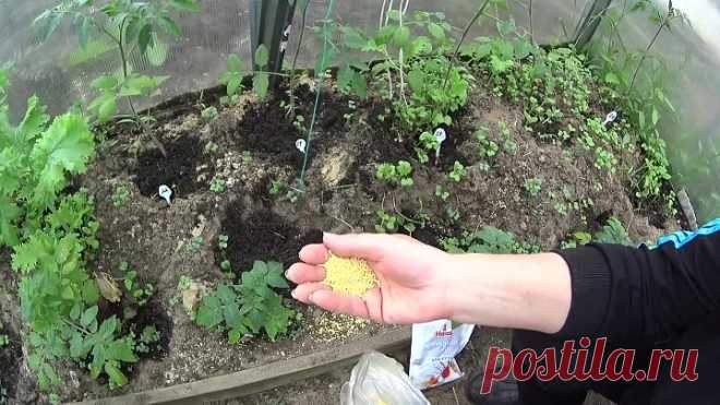 (75) Одноклассники