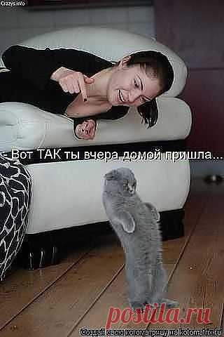 коты