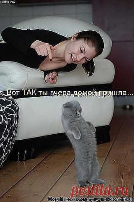коты