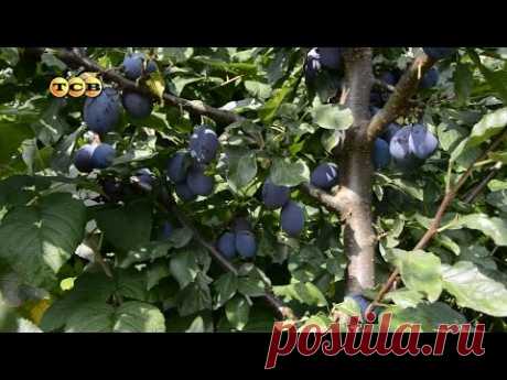 Уход за сливой - 6 соток